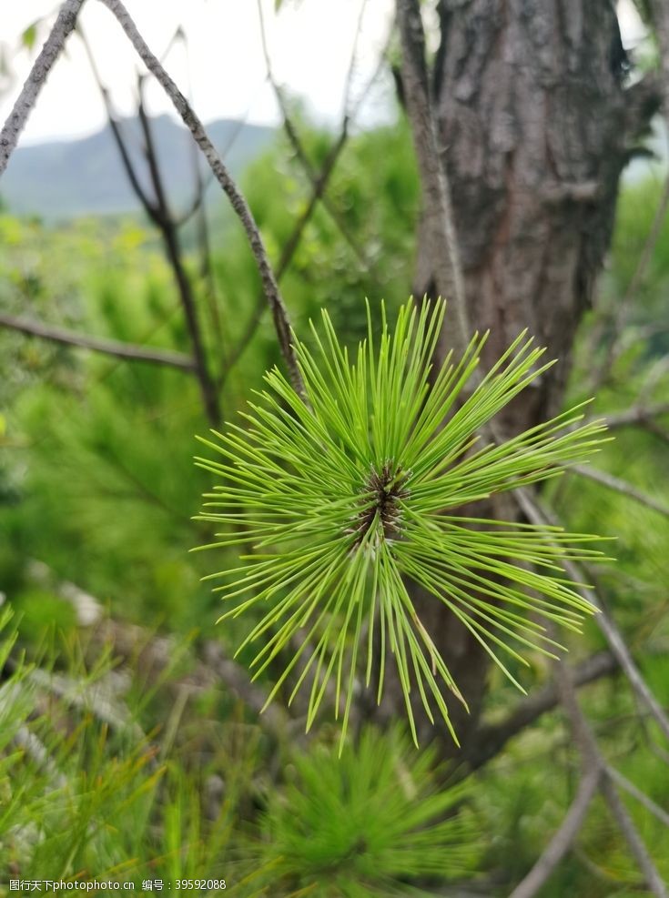 针叶林马尾松针叶图片