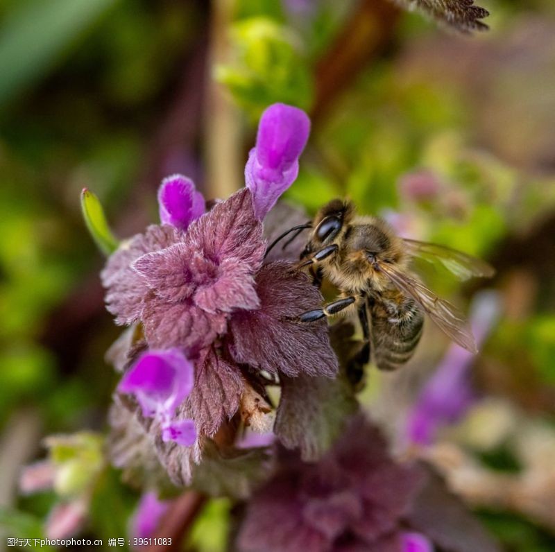 蜜蜂窝蜜蜂图片