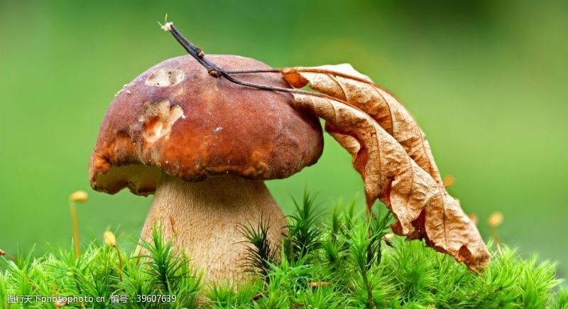 蘑菇云蘑菇图片