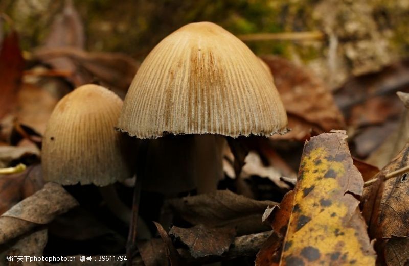 蔬菜种类蘑菇图片