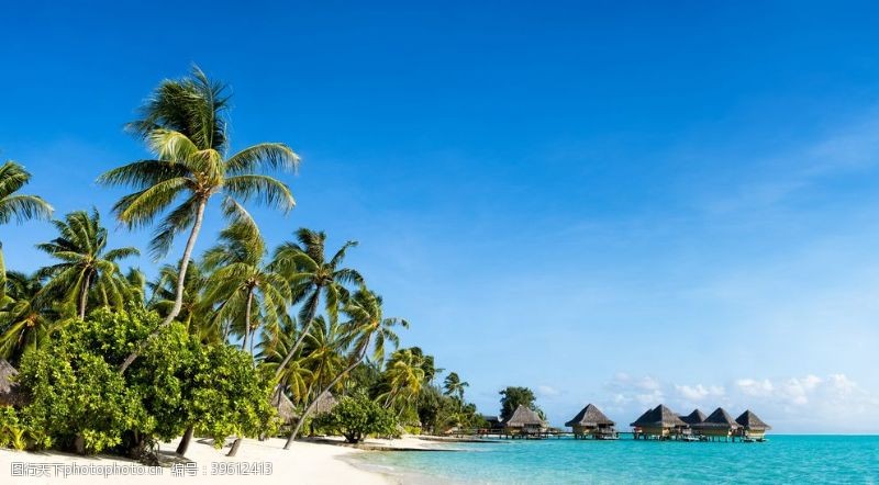 椰子树热带自然风光海滩图片
