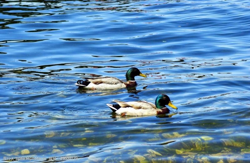 水中的鸭子水中的绿头鸭图片