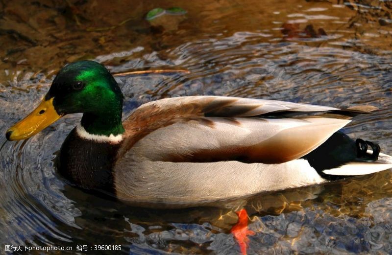 禽蛋水中的绿头鸭图片