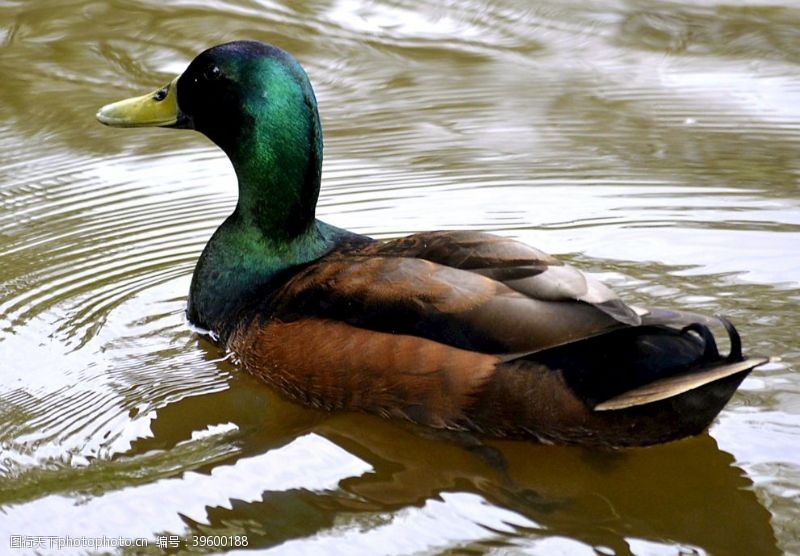 金蛋水中的绿头鸭图片