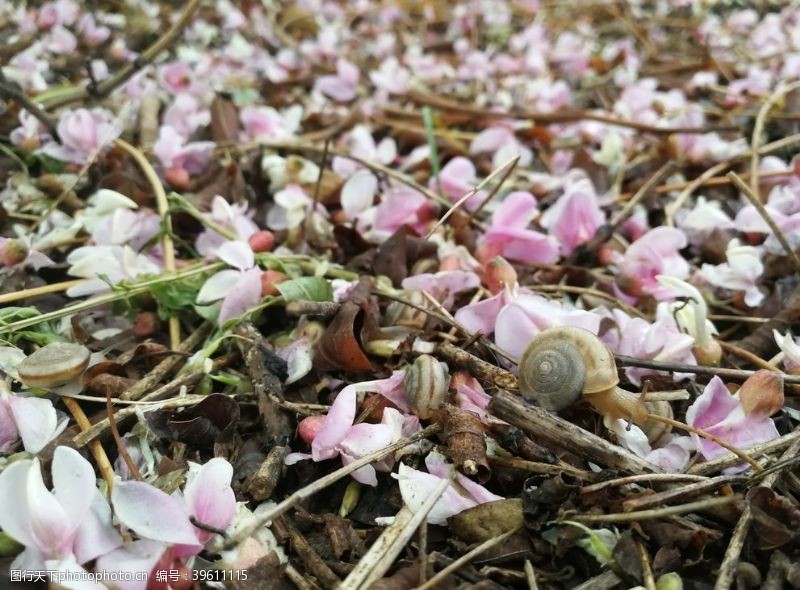 植物昆虫蜗牛粉色花朵植物草地图片