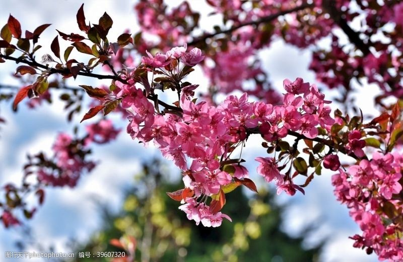 落樱鲜艳亮丽粉嫩茂盛的樱花图片