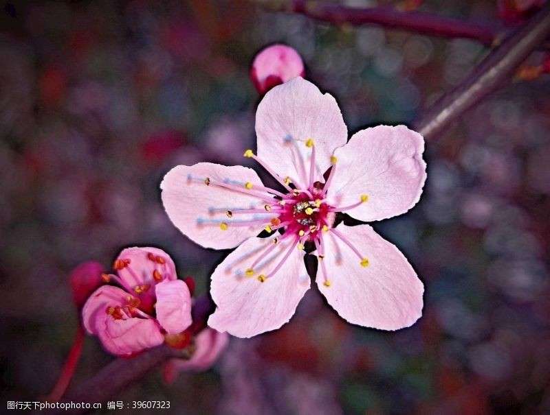 落樱鲜艳亮丽粉嫩茂盛的樱花图片