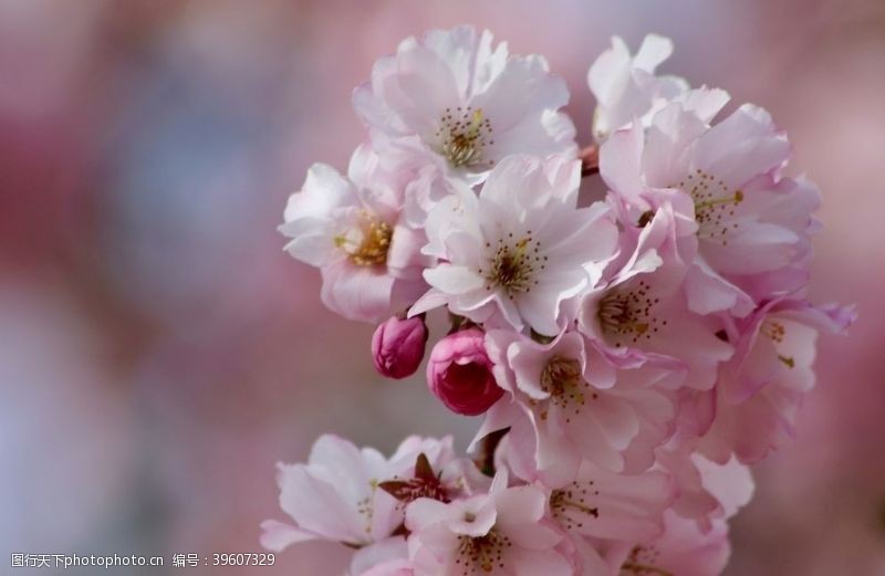 鲜艳亮丽粉嫩茂盛的樱花图片