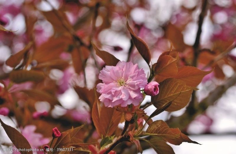 粉色的樱花鲜艳亮丽粉嫩茂盛的樱花图片