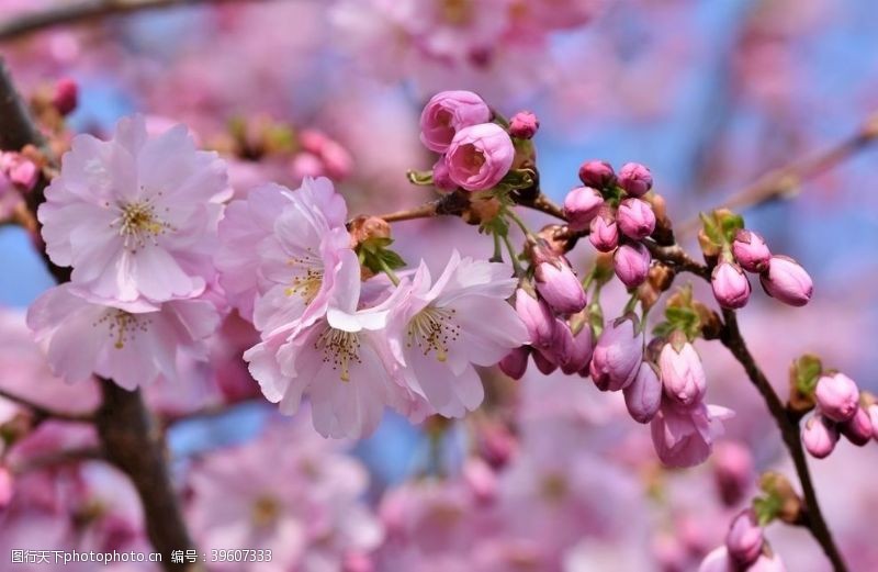 落樱缤纷鲜艳亮丽粉嫩茂盛的樱花图片