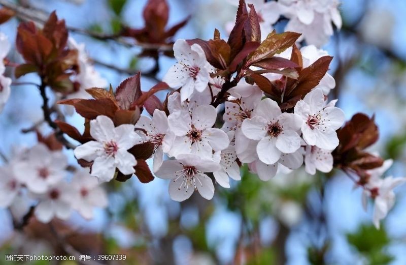樱花素材鲜艳亮丽粉嫩茂盛的樱花图片