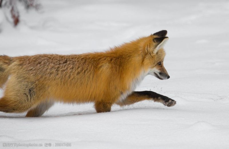 银狐雪地里的尖嘴狐狸图片