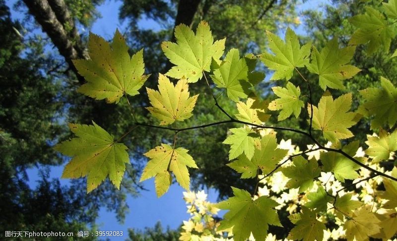 秋装摄影阳光下的绿枫叶图片