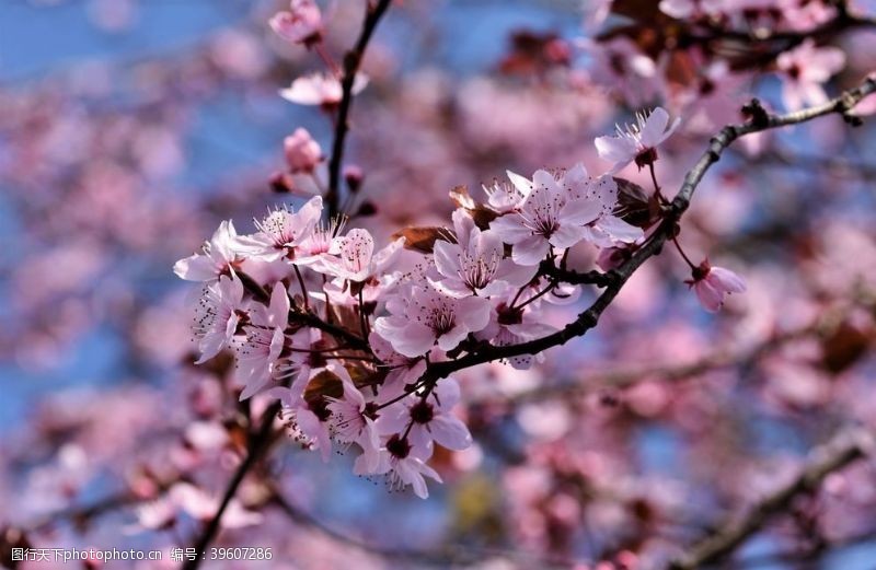 日本武士图樱花图片
