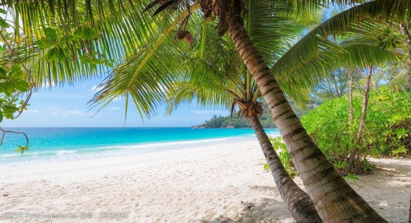 8k图片棕榈树海滩海热带夏天图片