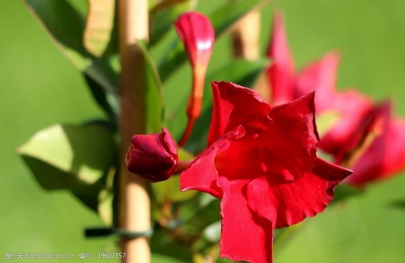 飘柔花朵娇柔艳丽的红蝉花图片
