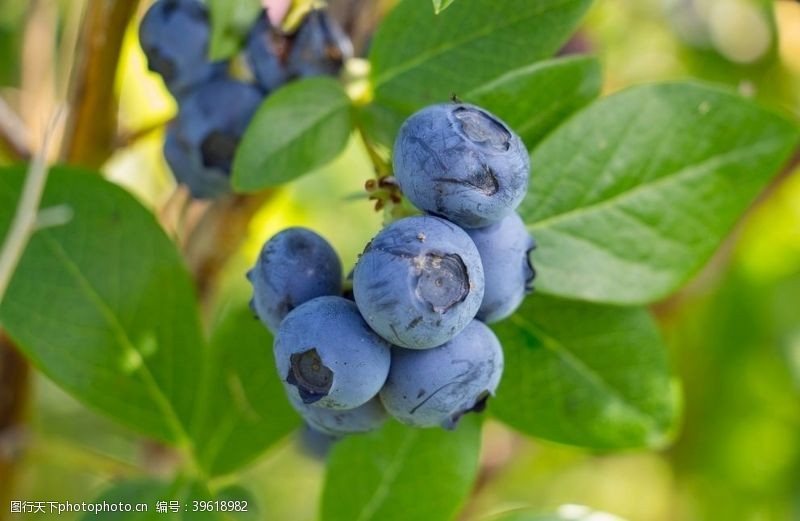 8k图片素材蓝莓图片