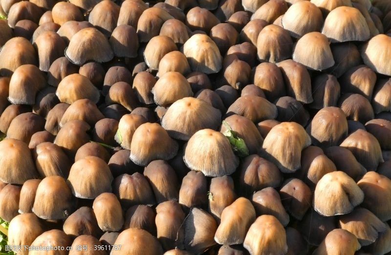 采蘑菇蘑菇图片