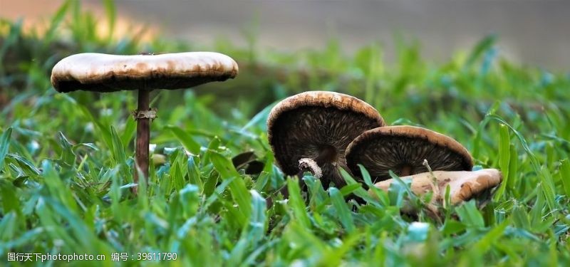 海鲜种类蘑菇图片