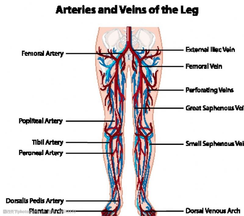 人体解剖图人体血管动静脉解剖图图片