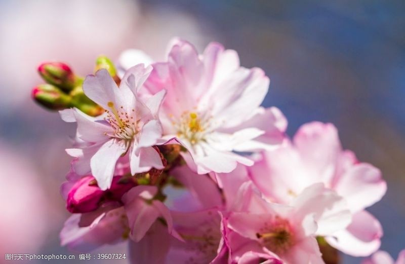 东京樱花鲜艳亮丽粉嫩茂盛的樱花图片