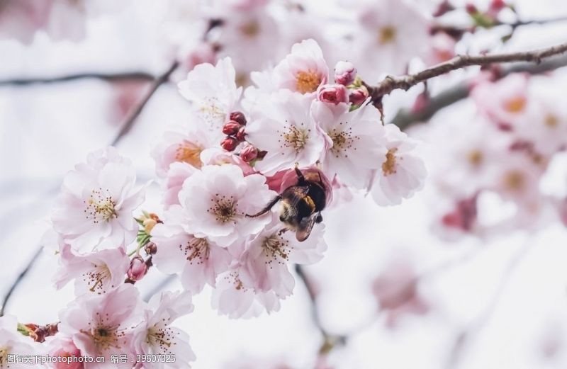 东京樱花鲜艳亮丽粉嫩茂盛的樱花图片