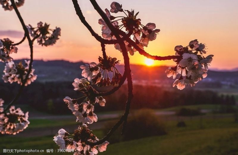 落樱缤纷鲜艳亮丽粉嫩茂盛的樱花图片
