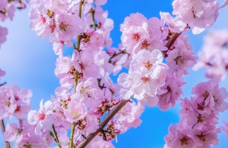 樱花素材鲜艳亮丽粉嫩茂盛的樱花图片