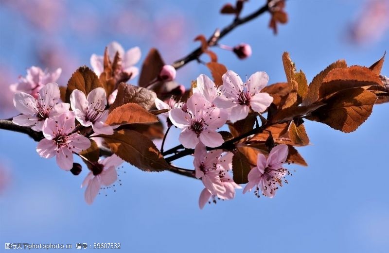 粉色的樱花鲜艳亮丽粉嫩茂盛的樱花图片