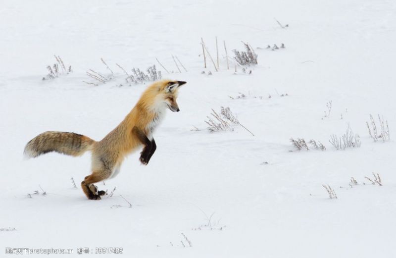 银狐雪地狐狸图片