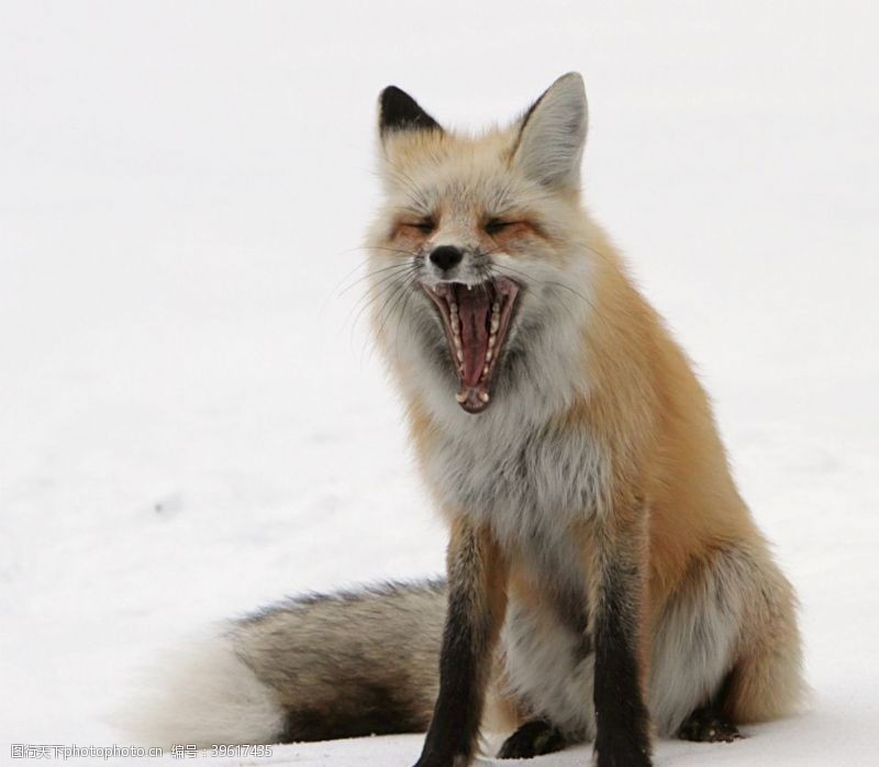 银狐雪地里的尖嘴狐狸图片