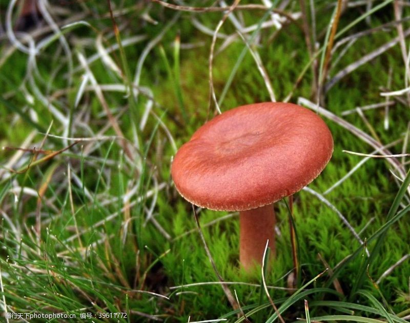 采蘑菇野生蘑菇图片
