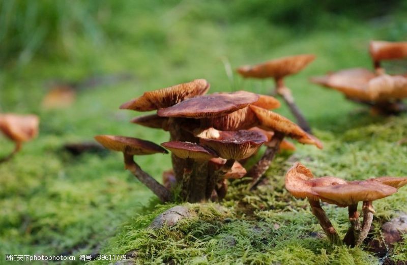 采蘑菇野生蘑菇图片