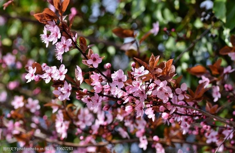 东京樱花樱花图片