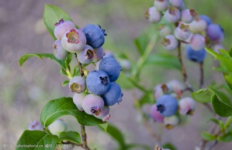 蓝色叶子枝头上成熟的蓝莓图片