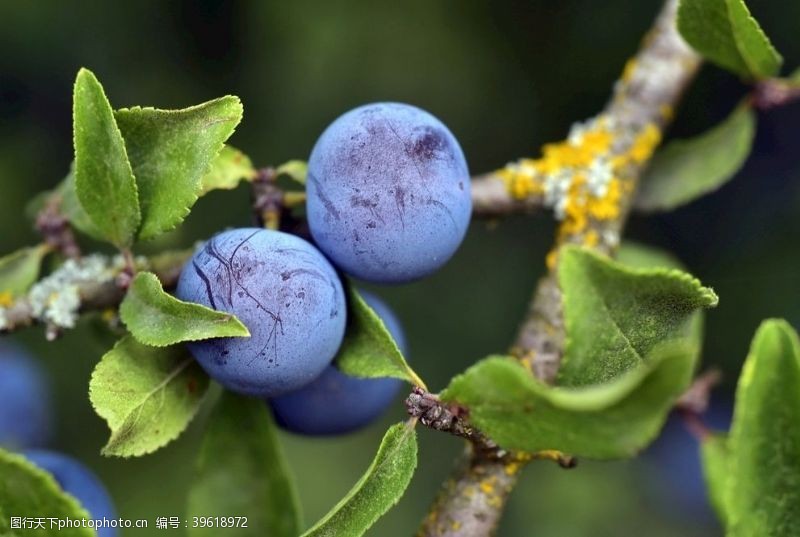 奇异果枝头上成熟的蓝莓图片