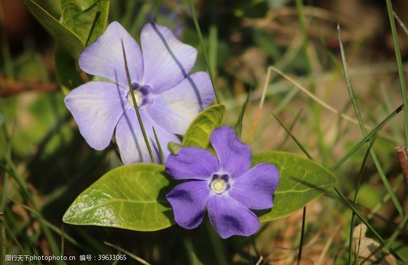 电脑长春花图片