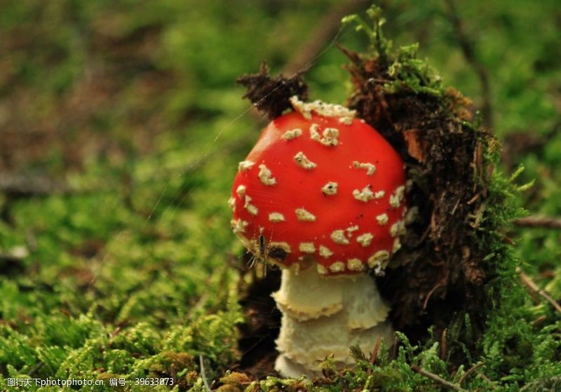 菇类毒蘑菇图片