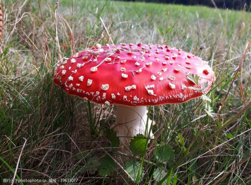野蘑菇毒蘑菇图片