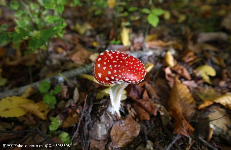 野蘑菇毒蘑菇图片