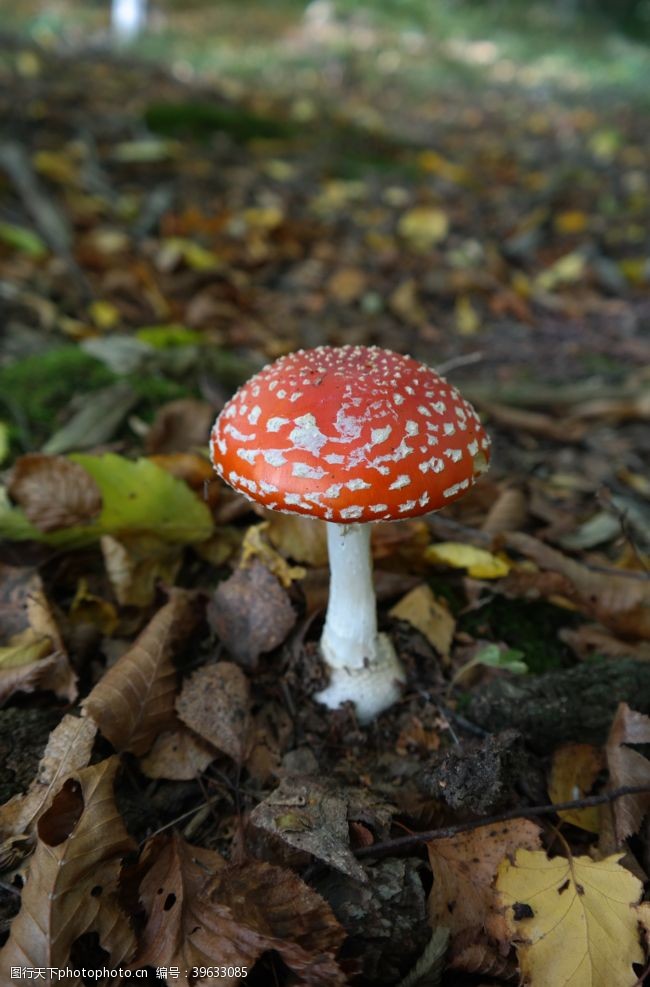 采蘑菇毒蘑菇图片