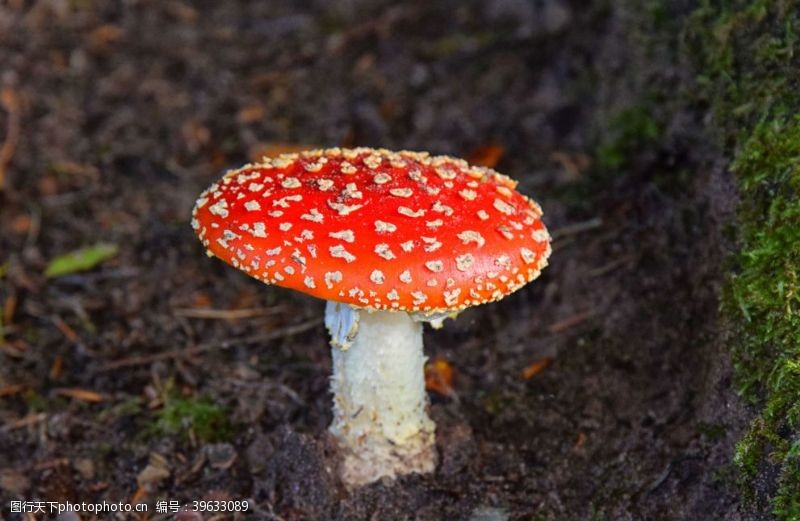 黑平菇毒蘑菇图片