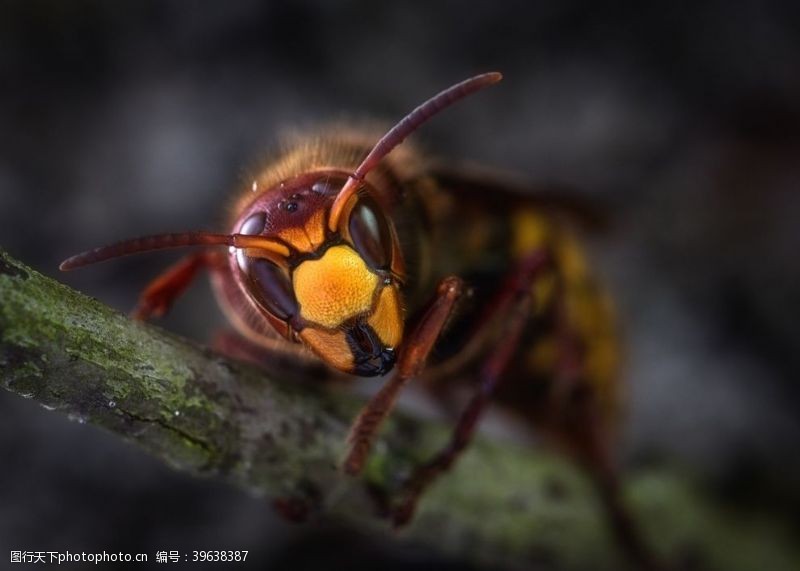 蜂巢黄蜂图片