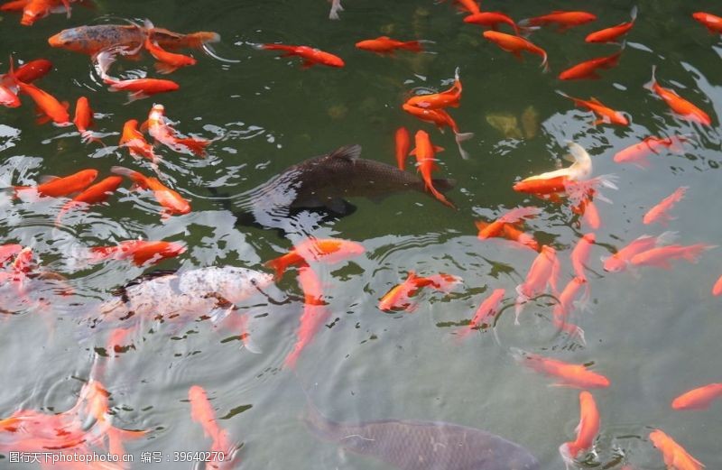 红鲤鱼锦鲤图片