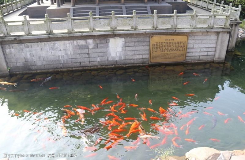 动物园金鱼池图片免费下载 动物园金鱼池素材 动物园金鱼池模板 图行天下素材网