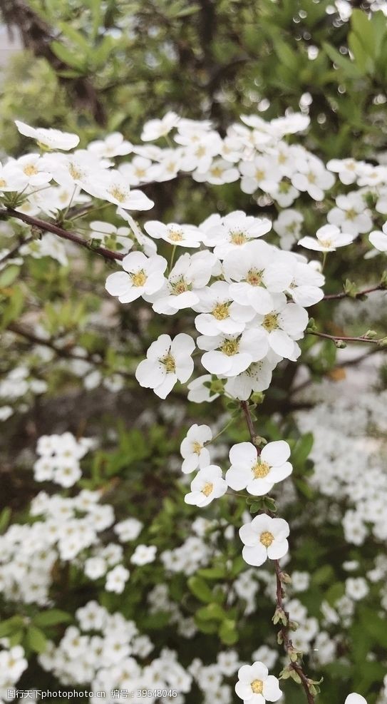 春季花卉李叶绣线菊图片