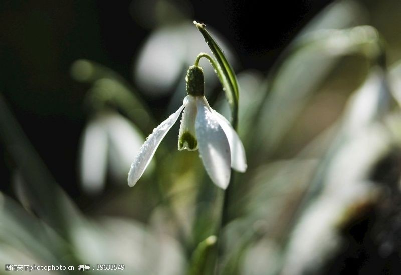 淡色花朵清新的雪花莲图片