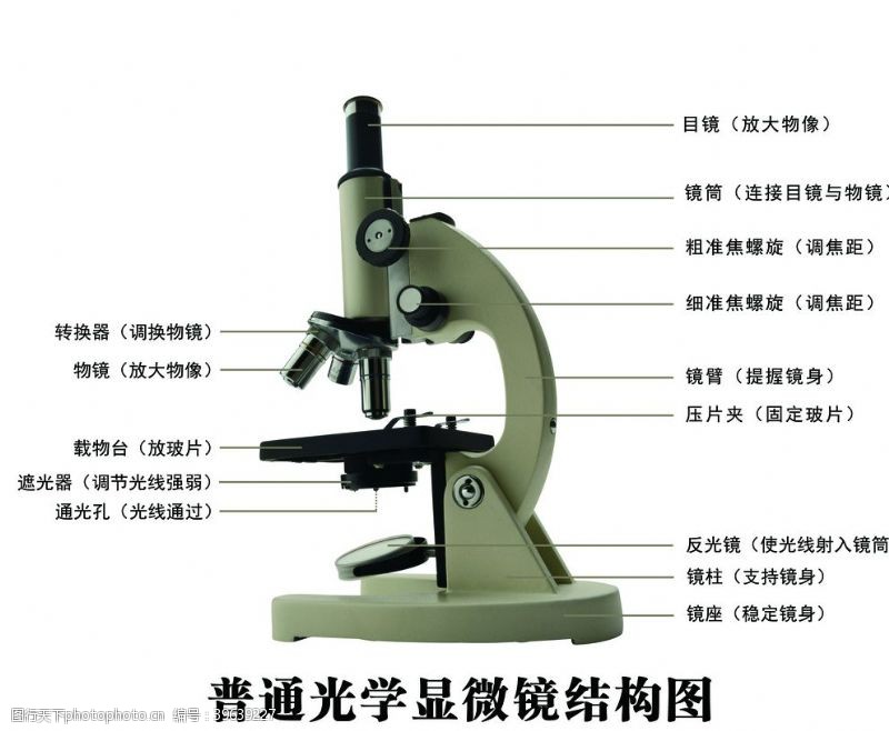 医术显微镜结构图图片