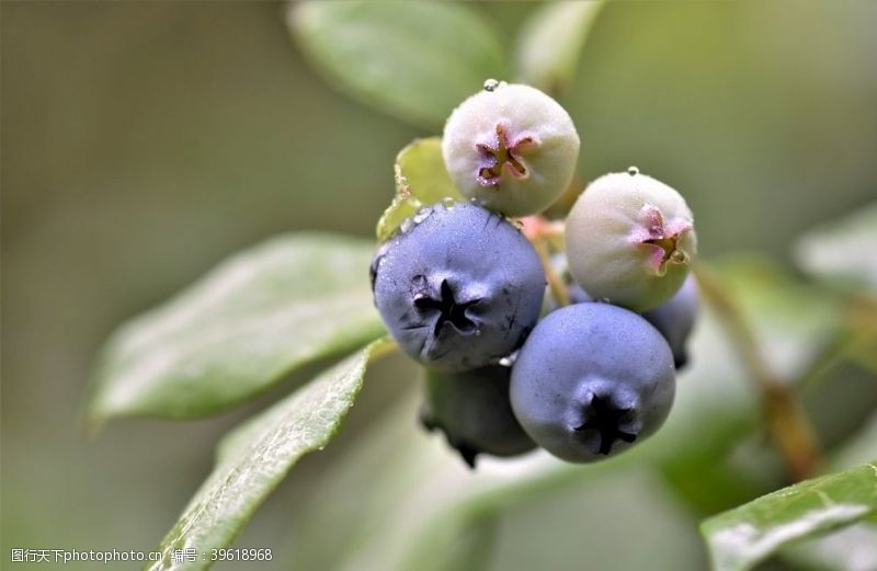 蓝色蔬菜枝头上成熟的蓝莓图片
