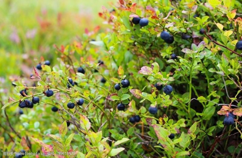 奇异果枝头上成熟的蓝莓图片